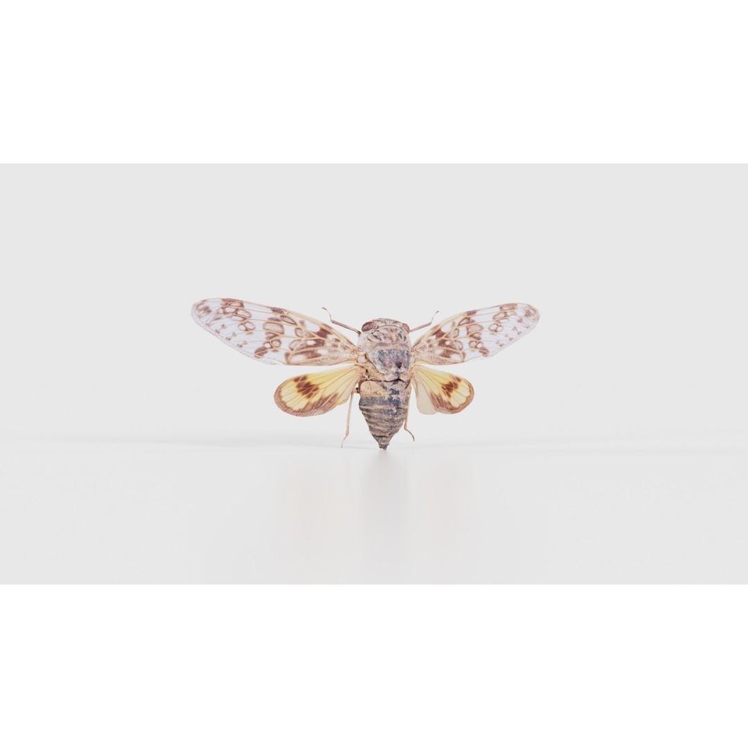 Platypleura Fulvigera 3D Model – Low Poly Insect Asset, FBX, PBR - View 18