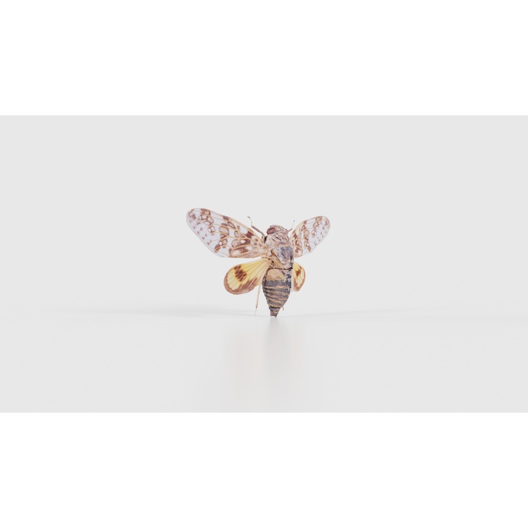 Platypleura Fulvigera 3D Model – Low Poly Insect Asset, FBX, PBR - View 19