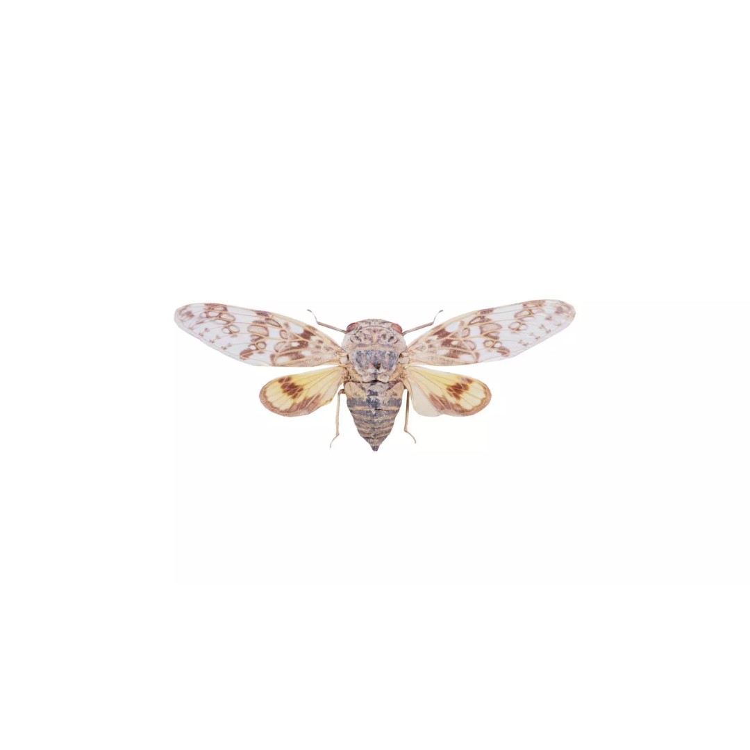 Platypleura Fulvigera 3D Model – Low Poly Insect Asset, FBX, PBR - View 2