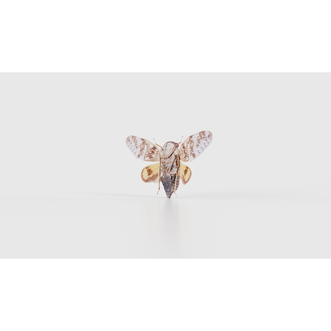 Platypleura Fulvigera 3D Model – Low Poly Insect Asset, FBX, PBR - View 21