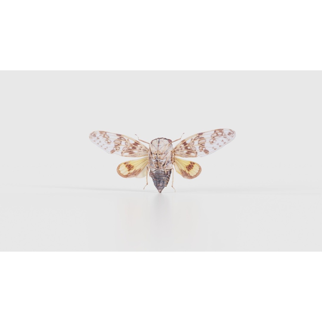 Platypleura Fulvigera 3D Model – Low Poly Insect Asset, FBX, PBR - View 22