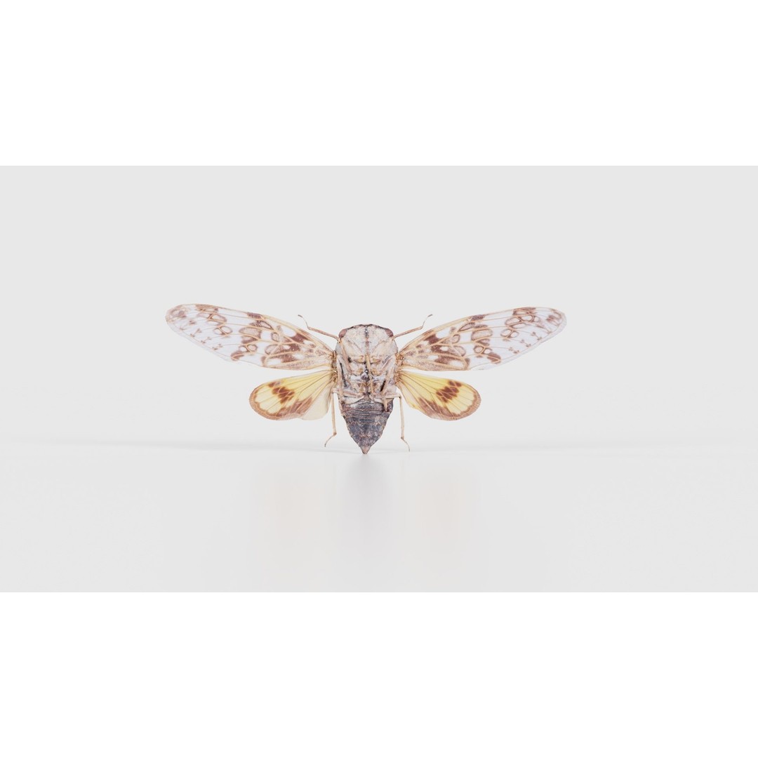Platypleura Fulvigera 3D Model – Low Poly Insect Asset, FBX, PBR - View 23
