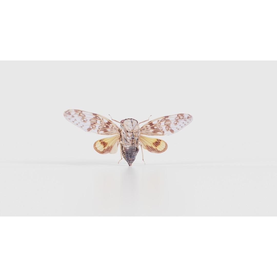 Platypleura Fulvigera 3D Model – Low Poly Insect Asset, FBX, PBR - View 24