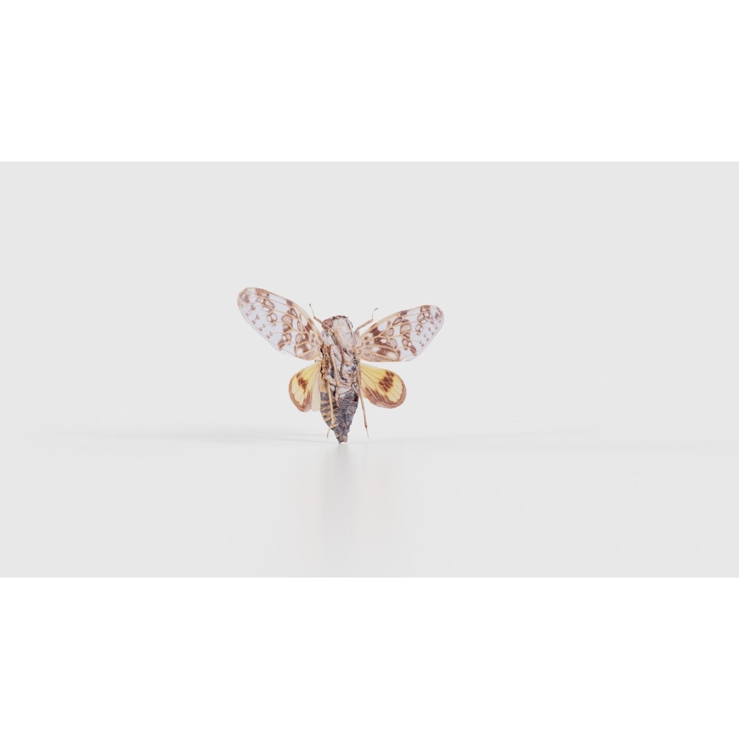 Platypleura Fulvigera 3D Model – Low Poly Insect Asset, FBX, PBR - View 25