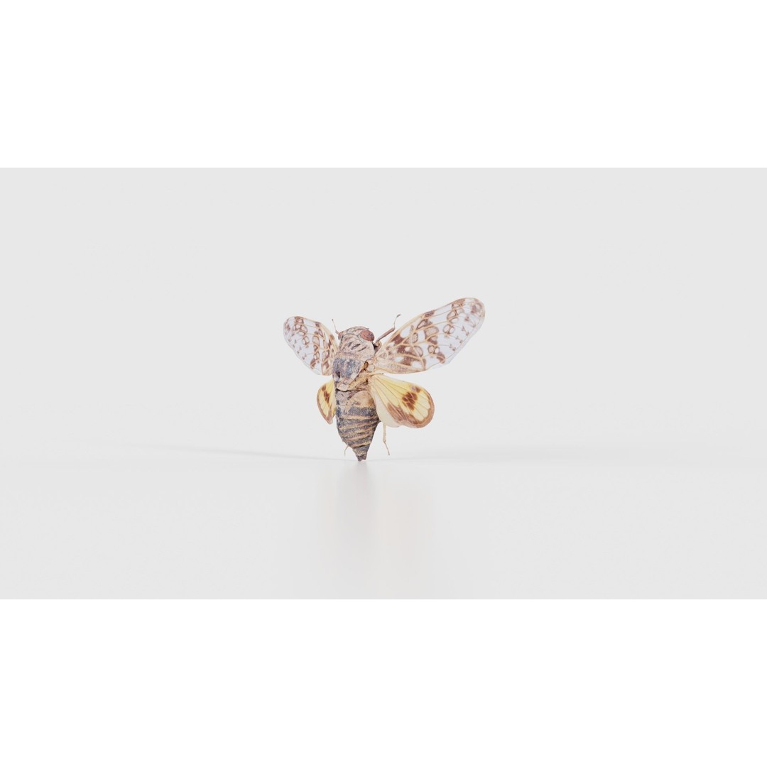 Platypleura Fulvigera 3D Model – Low Poly Insect Asset, FBX, PBR - View 27