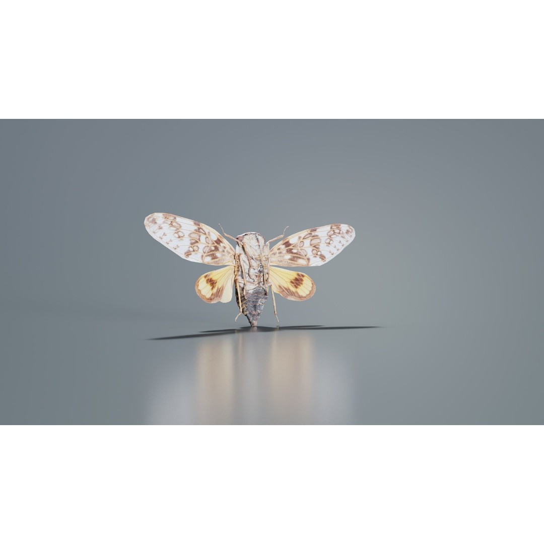 Platypleura Fulvigera 3D Model – Low Poly Insect Asset, FBX, PBR - View 3