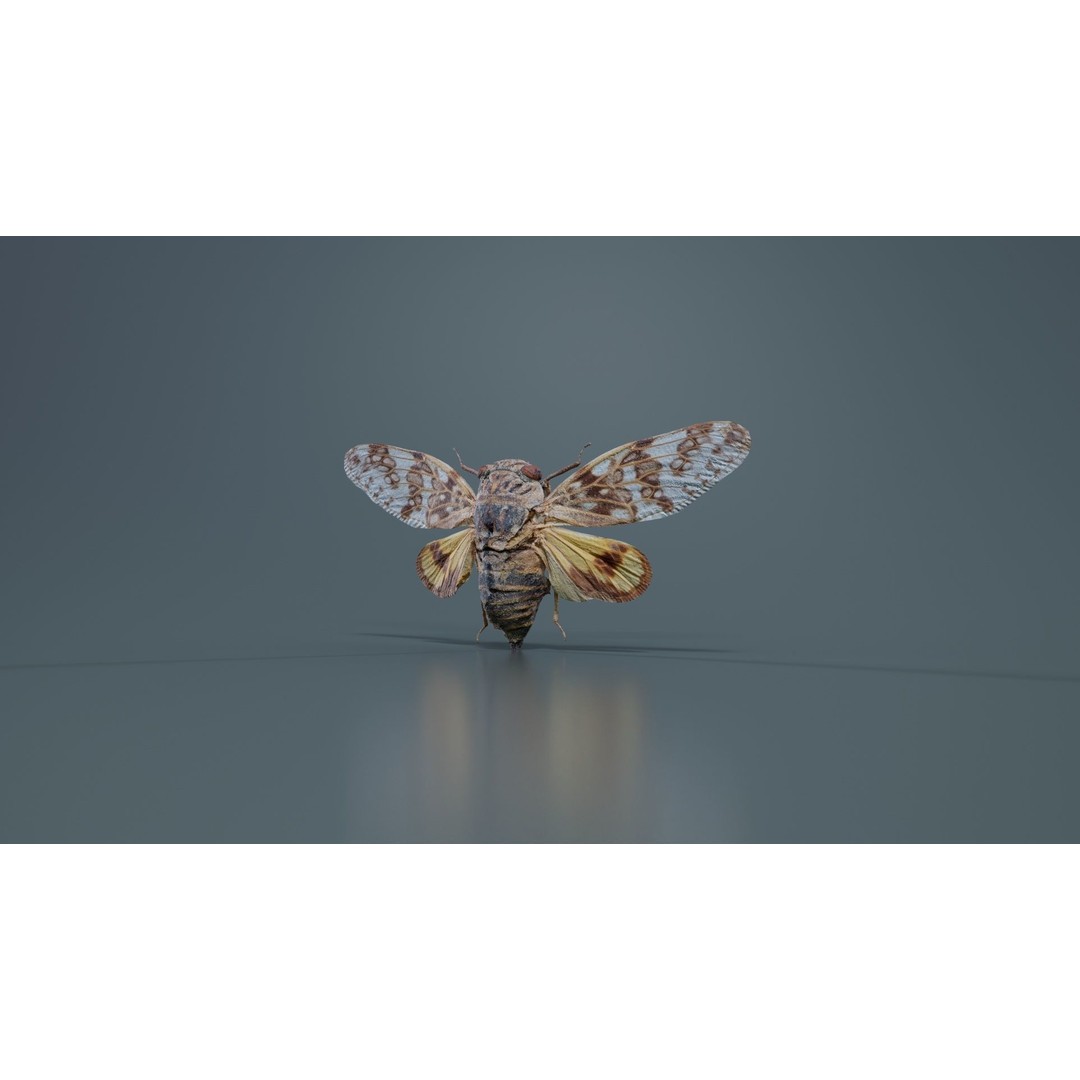 Platypleura Fulvigera 3D Model – Low Poly Insect Asset, FBX, PBR - View 4