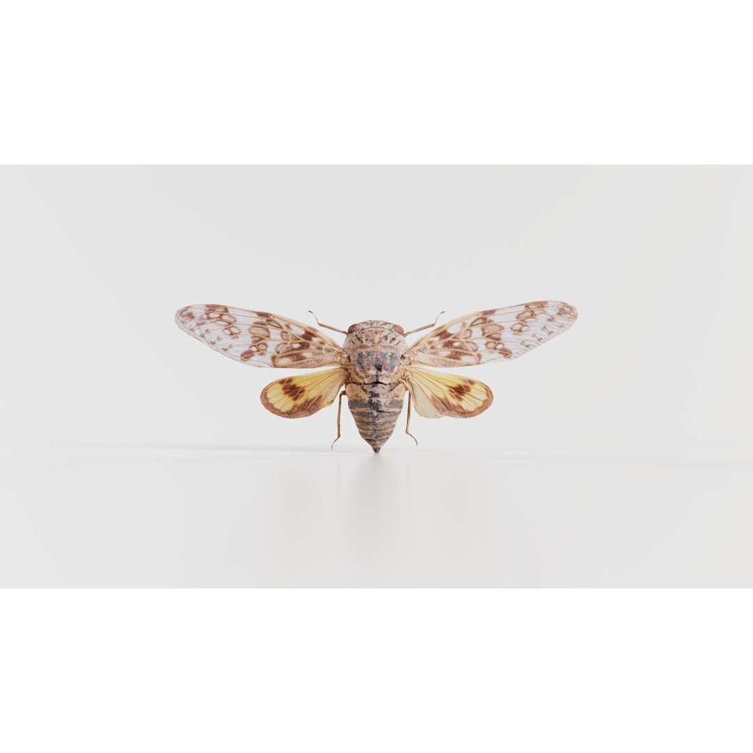 Platypleura Fulvigera 3D Model – Low Poly Insect Asset, FBX, PBR - View 5