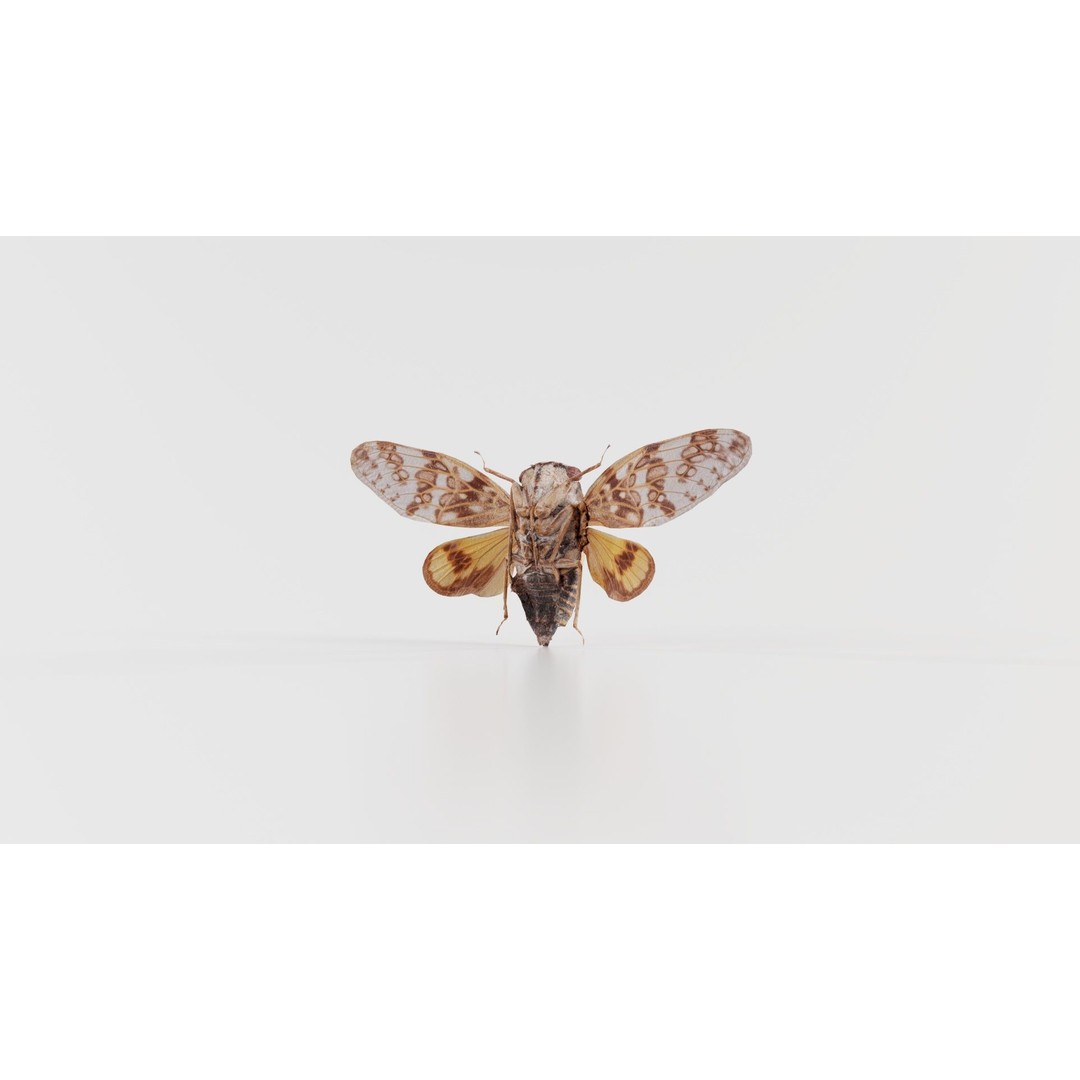 Platypleura Fulvigera 3D Model – Low Poly Insect Asset, FBX, PBR - View 6