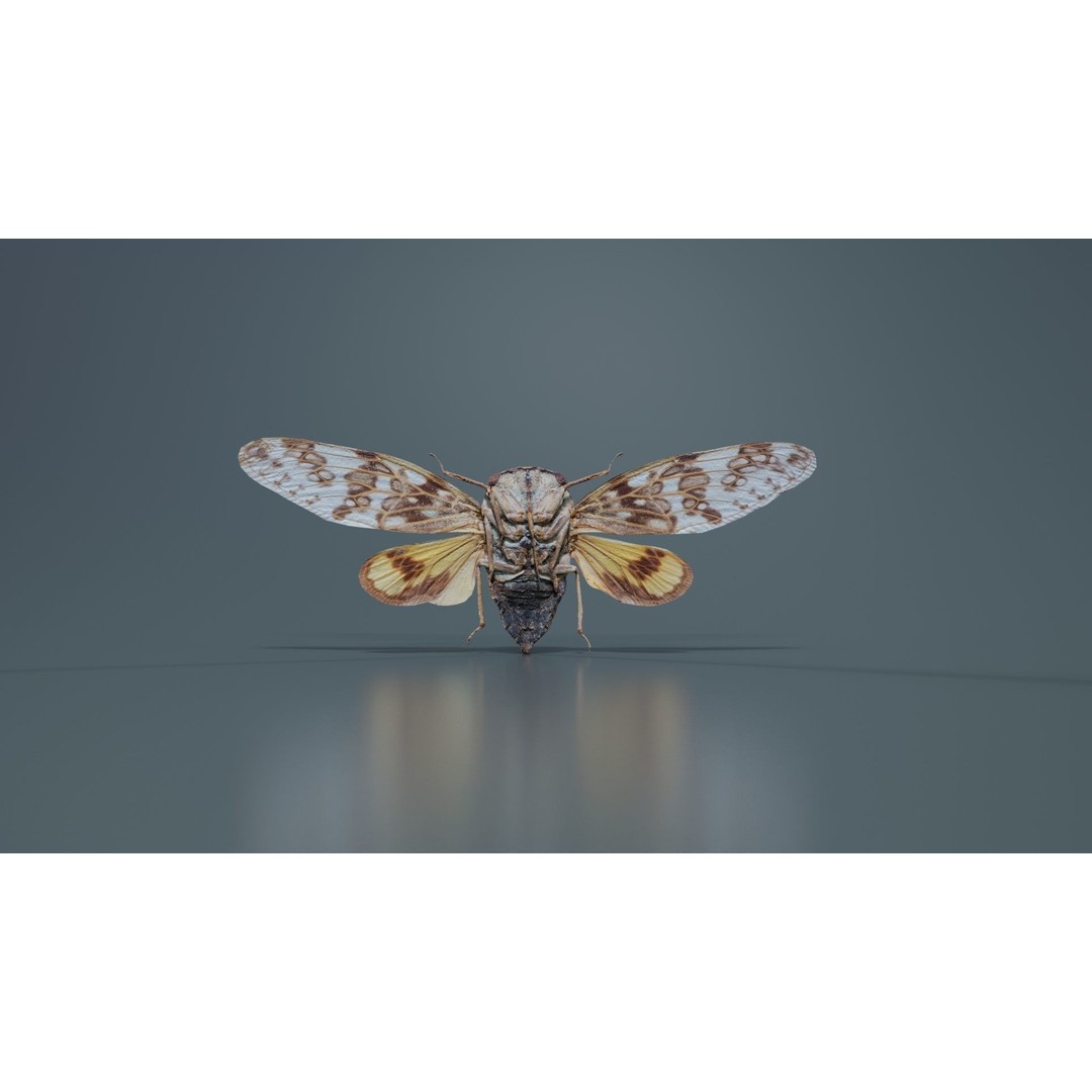 Platypleura Fulvigera 3D Model – Low Poly Insect Asset, FBX, PBR - View 7