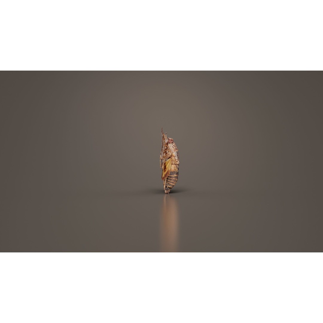 Platypleura Fulvigera 3D Model – Low Poly Insect Asset, FBX, PBR - View 9