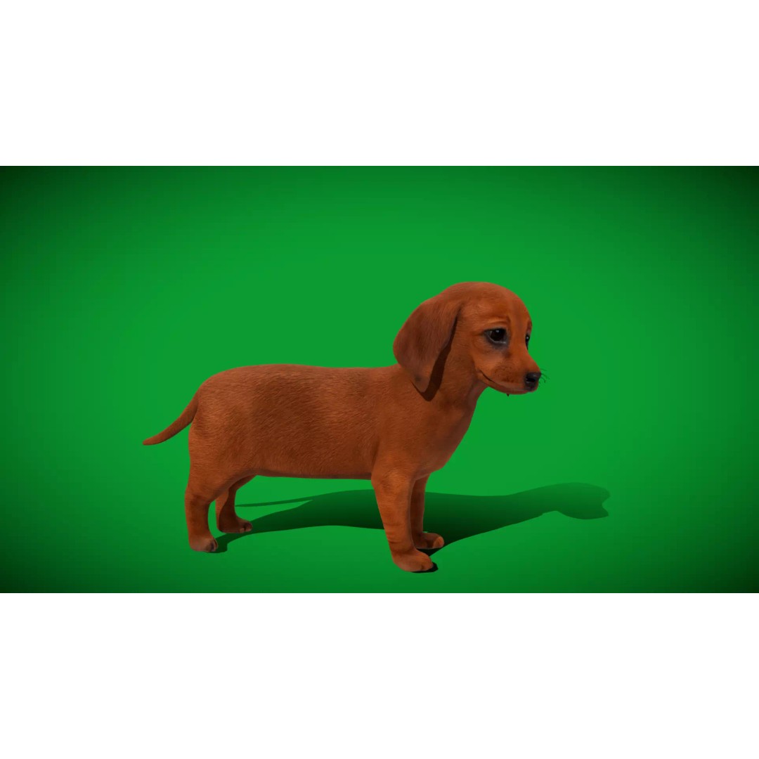 Dachshund Puppy Dog 3D Model – Low Poly Game Ready Asset, FBX
