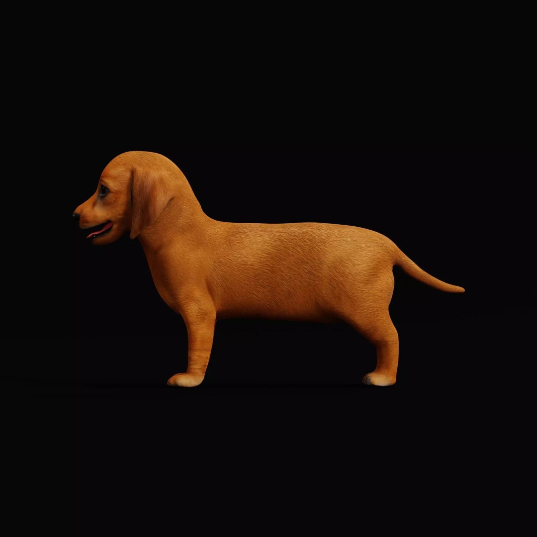 Dachshund Puppy Dog 3D Model – Low Poly Game Ready Asset, FBX - View 10