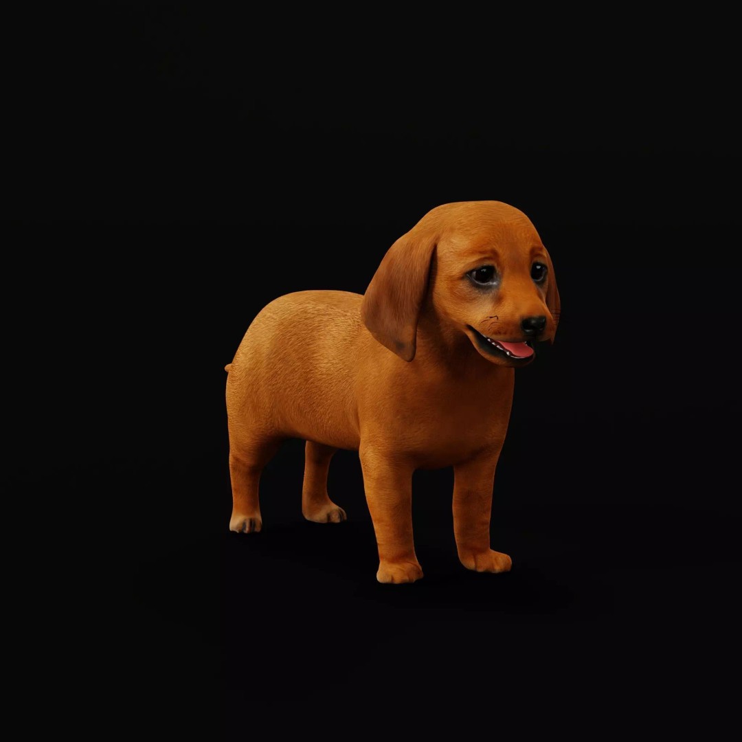 Dachshund Puppy Dog 3D Model – Low Poly Game Ready Asset, FBX - View 13