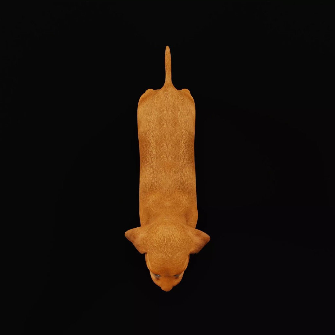 Dachshund Puppy Dog 3D Model – Low Poly Game Ready Asset, FBX - View 14