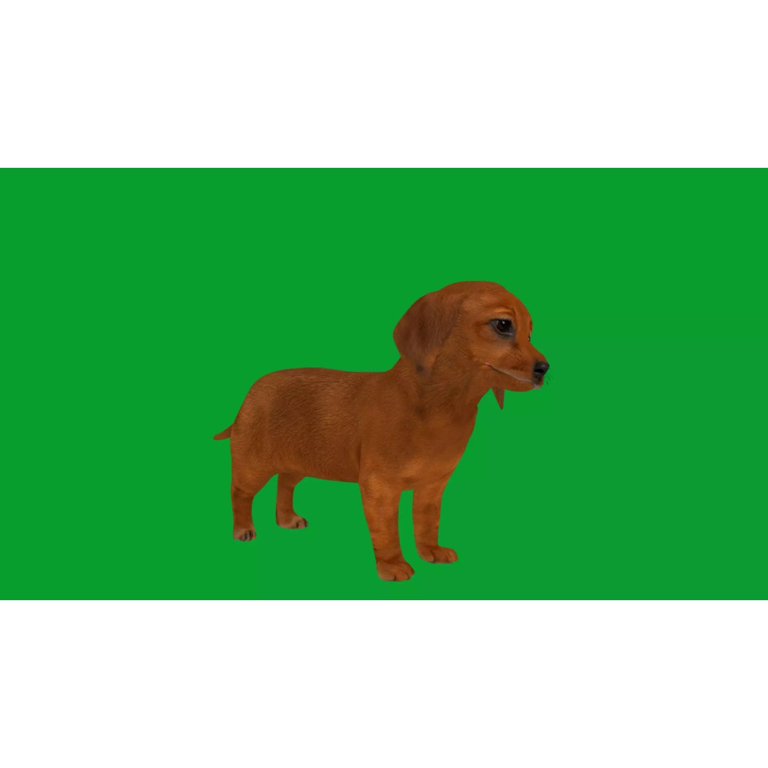 Dachshund Puppy Dog 3D Model – Low Poly Game Ready Asset, FBX - View 19