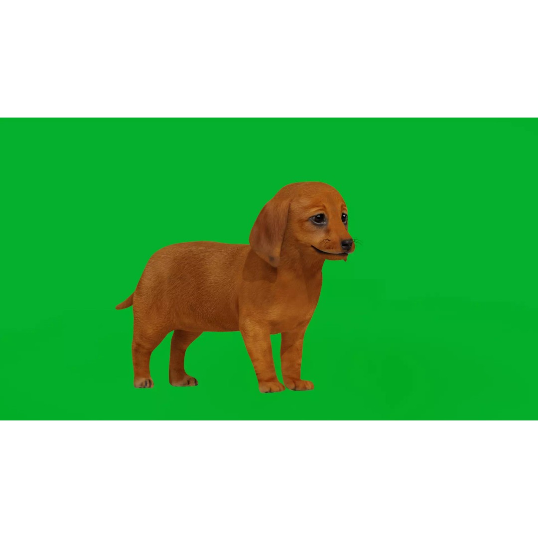 Dachshund Puppy Dog 3D Model – Low Poly Game Ready Asset, FBX - View 2