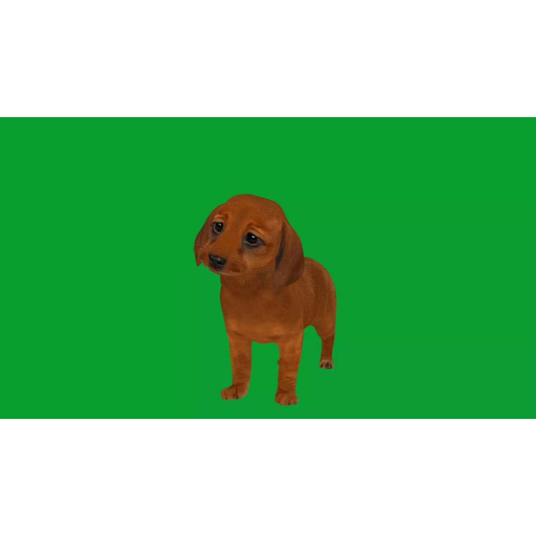 Dachshund Puppy Dog 3D Model – Low Poly Game Ready Asset, FBX - View 20