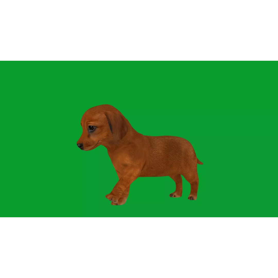 Dachshund Puppy Dog 3D Model – Low Poly Game Ready Asset, FBX - View 23
