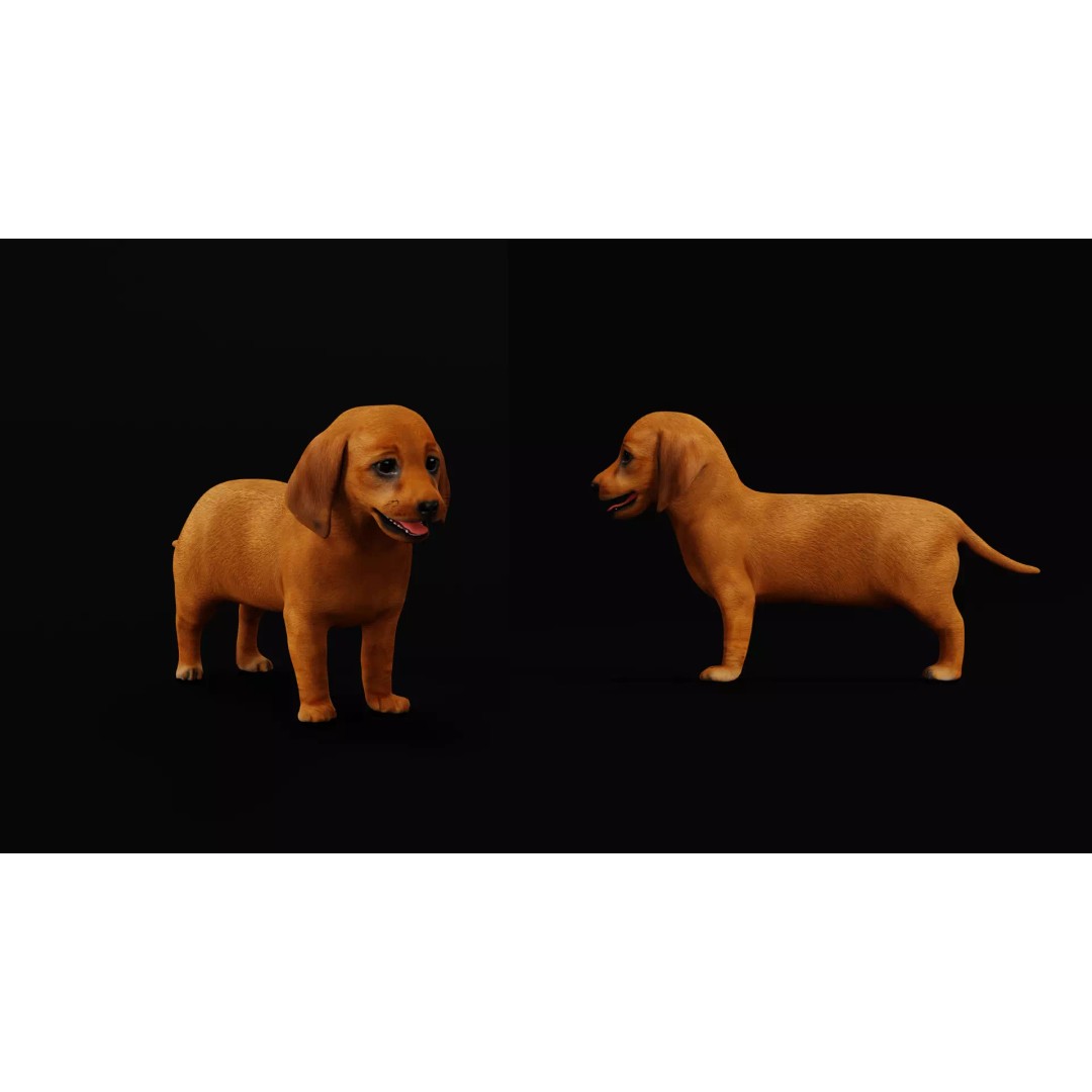 Dachshund Puppy Dog 3D Model – Low Poly Game Ready Asset, FBX - View 24