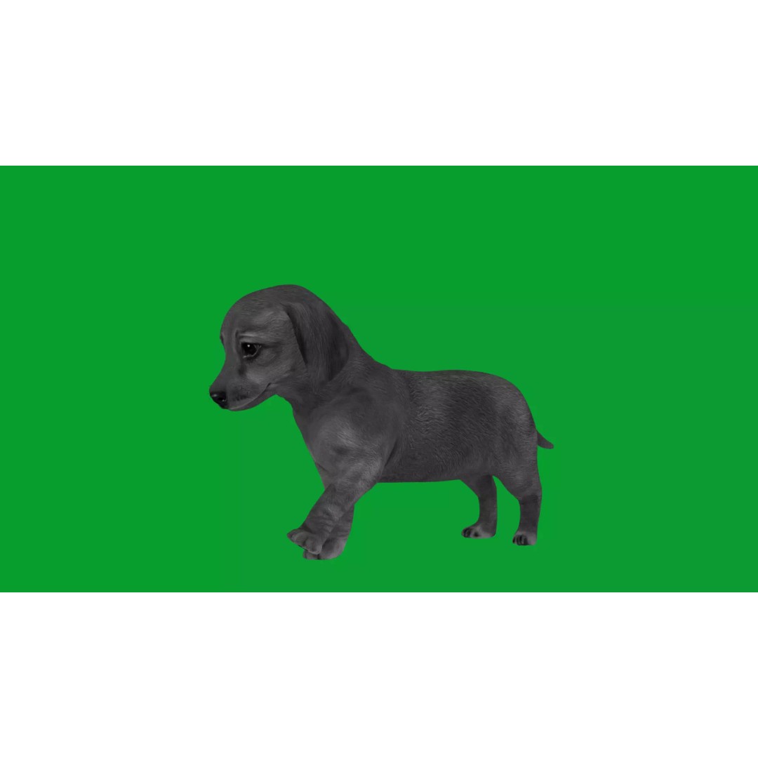 Dachshund Puppy Dog 3D Model – Low Poly Game Ready Asset, FBX - View 25
