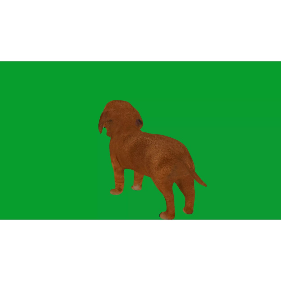 Dachshund Puppy Dog 3D Model – Low Poly Game Ready Asset, FBX - View 26