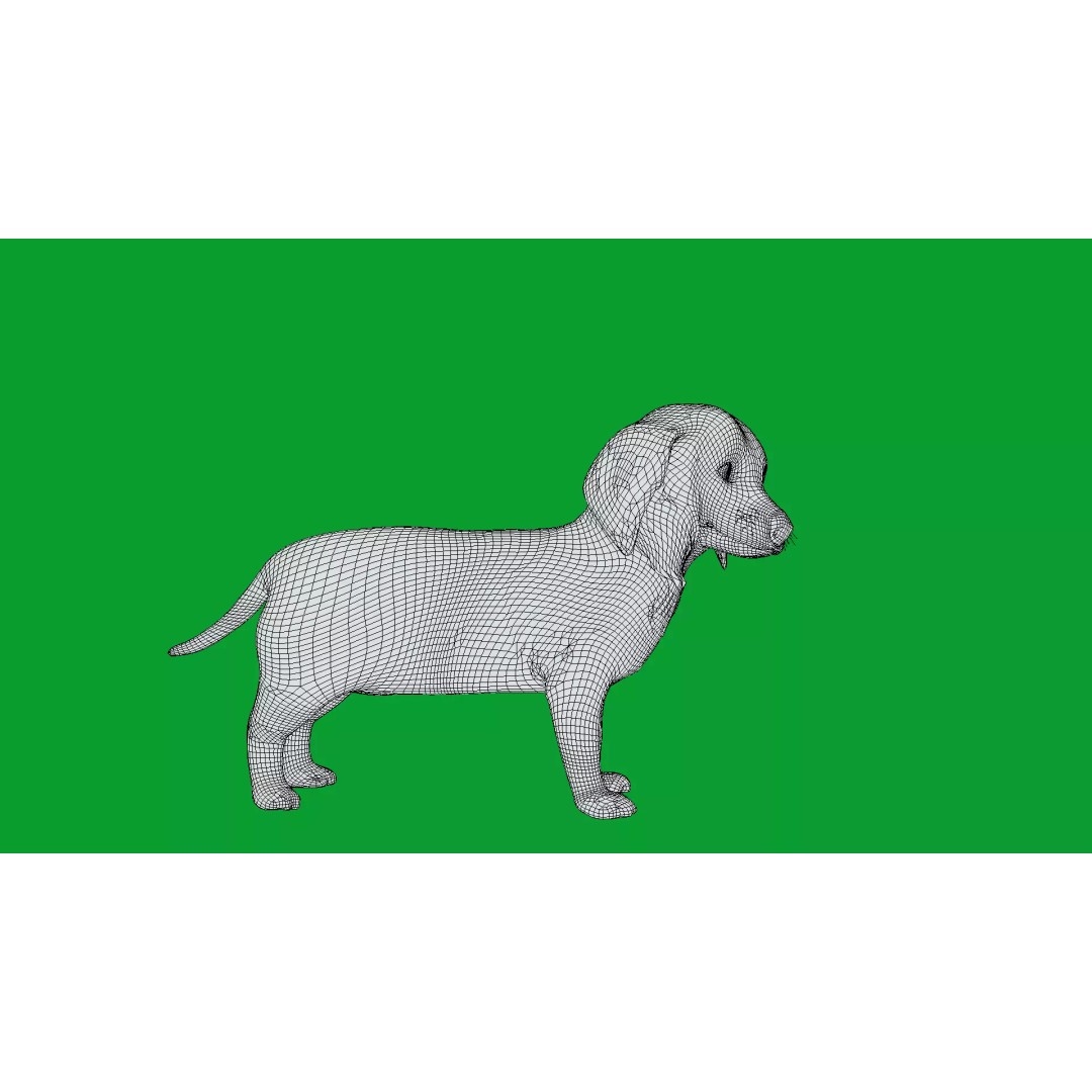 Dachshund Puppy Dog 3D Model – Low Poly Game Ready Asset, FBX - View 27