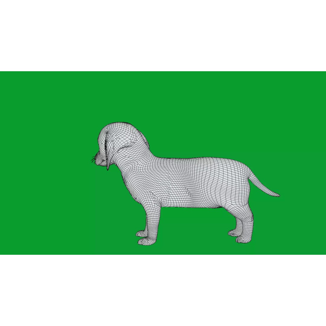 Dachshund Puppy Dog 3D Model – Low Poly Game Ready Asset, FBX - View 29