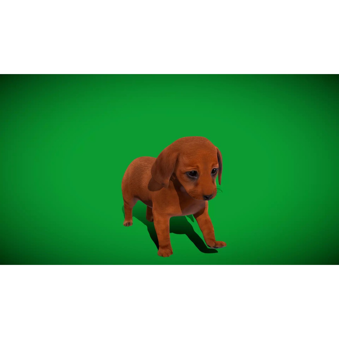 Dachshund Puppy Dog 3D Model – Low Poly Game Ready Asset, FBX - View 38