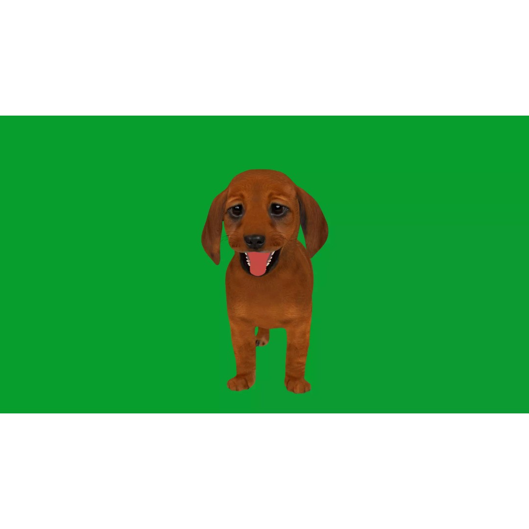 Dachshund Puppy Dog 3D Model – Low Poly Game Ready Asset, FBX - View 39