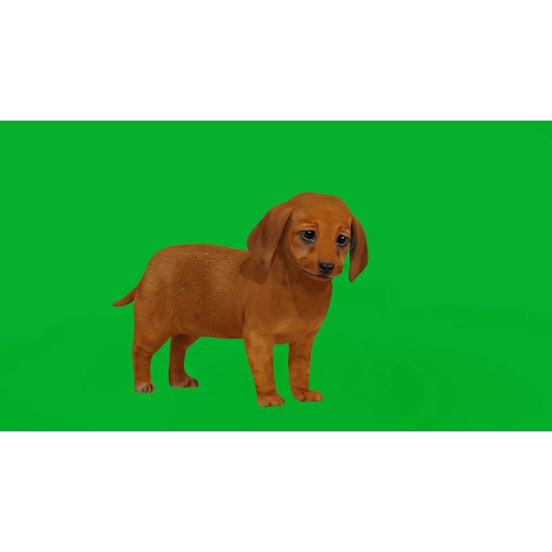 Dachshund Puppy Dog 3D Model – Low Poly Game Ready Asset, FBX - View 4