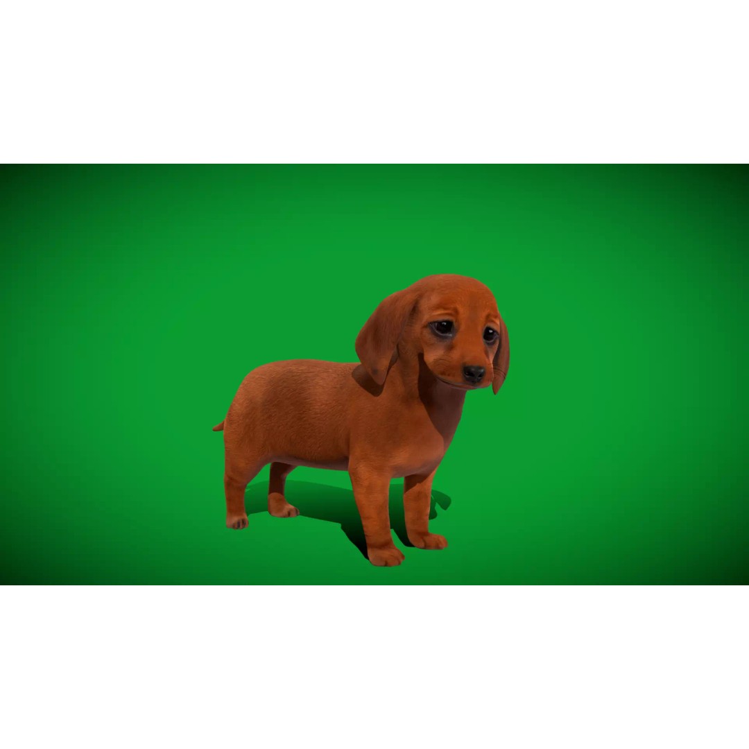 Dachshund Puppy Dog 3D Model – Low Poly Game Ready Asset, FBX - View 40