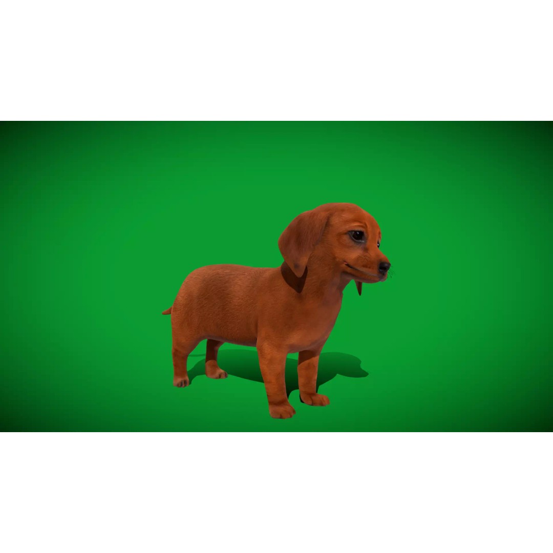 Dachshund Puppy Dog 3D Model – Low Poly Game Ready Asset, FBX - View 41
