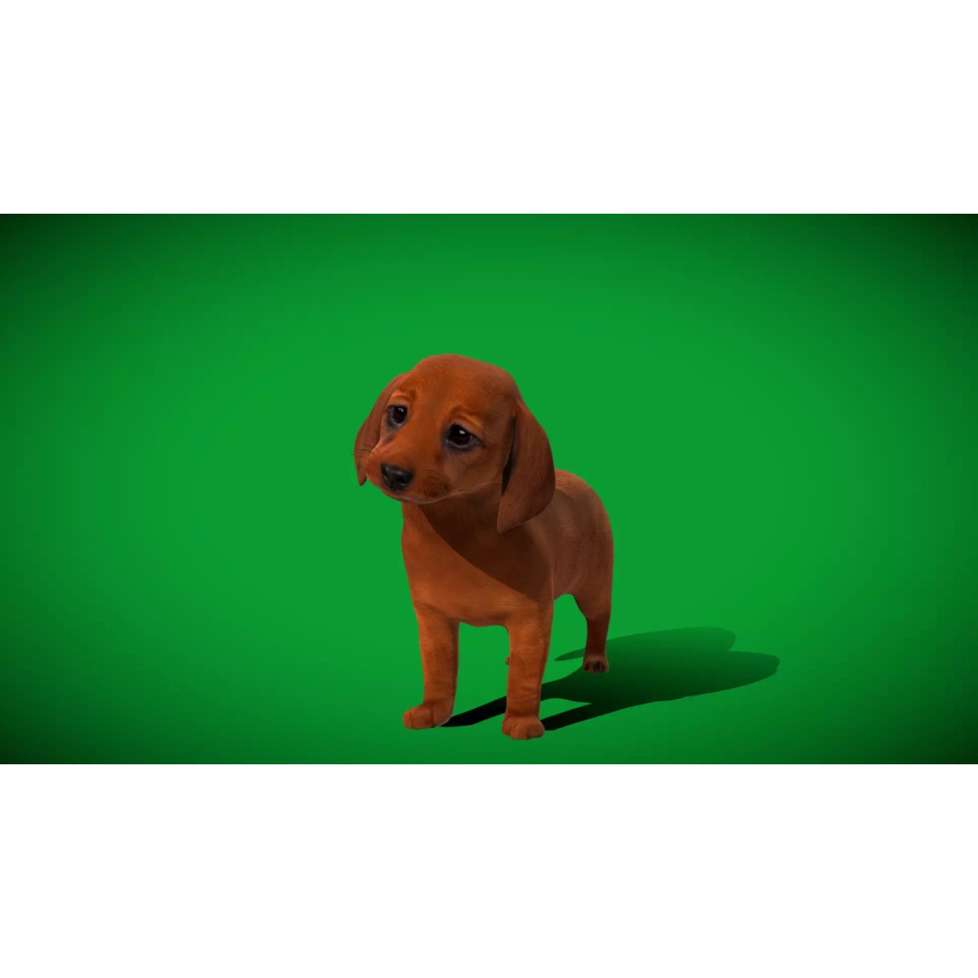 Dachshund Puppy Dog 3D Model – Low Poly Game Ready Asset, FBX - View 42