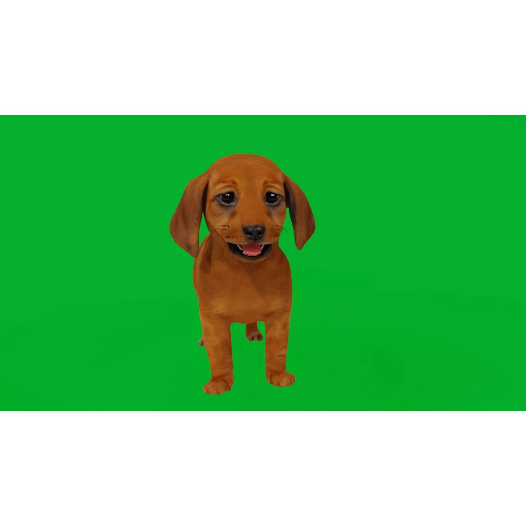 Dachshund Puppy Dog 3D Model – Low Poly Game Ready Asset, FBX - View 5