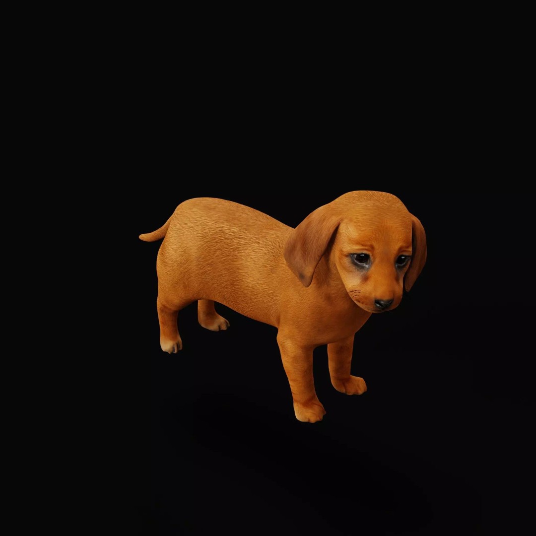 Dachshund Puppy Dog 3D Model – Low Poly Game Ready Asset, FBX - View 6