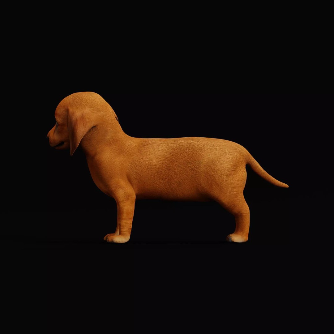 Dachshund Puppy Dog 3D Model – Low Poly Game Ready Asset, FBX - View 7