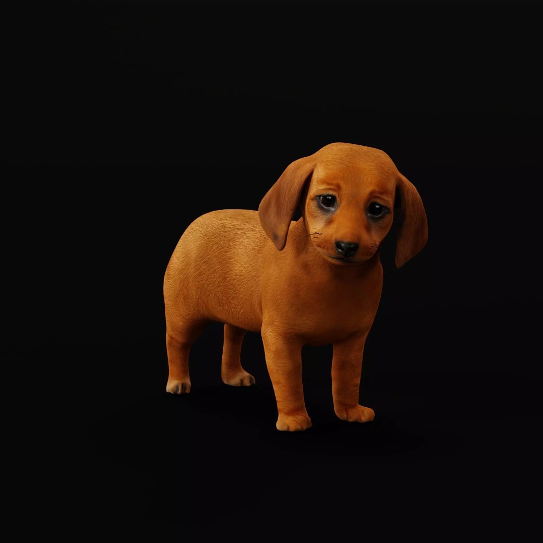 Dachshund Puppy Dog 3D Model – Low Poly Game Ready Asset, FBX - View 8
