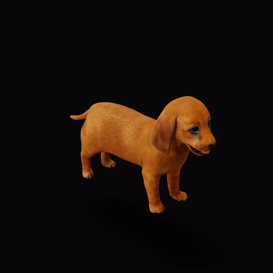 Dachshund Puppy Dog 3D Model – Low Poly Game Ready Asset, FBX - View 9