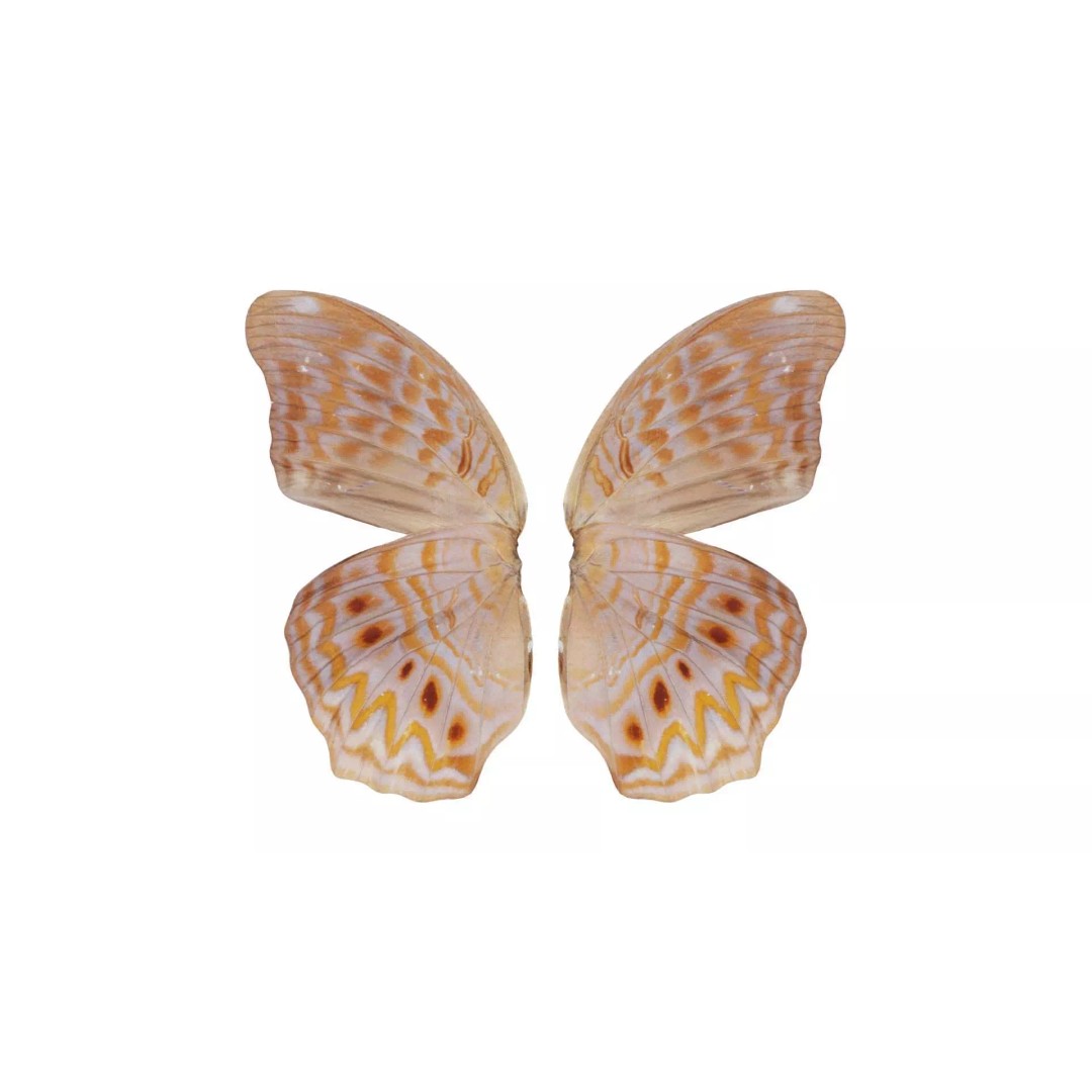 Great Eggfly 3D Model – Low Poly Insect, PBR Textures, FBX - View 2