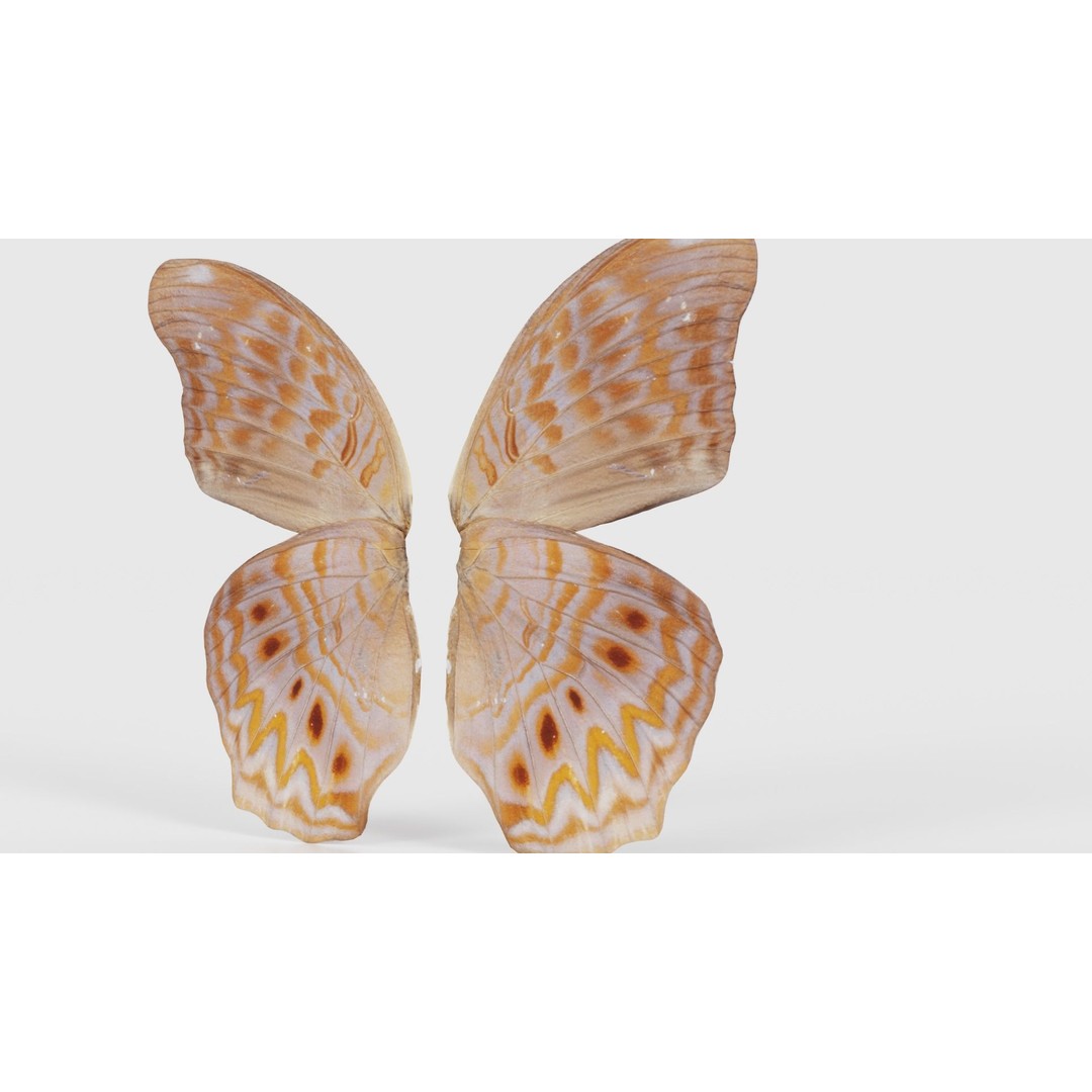Great Eggfly 3D Model – Low Poly Insect, PBR Textures, FBX - View 22