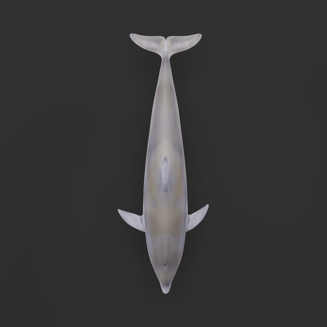 Bottlenose Dolphin 3D Model – Cute Rigged Animation with PBR Textures