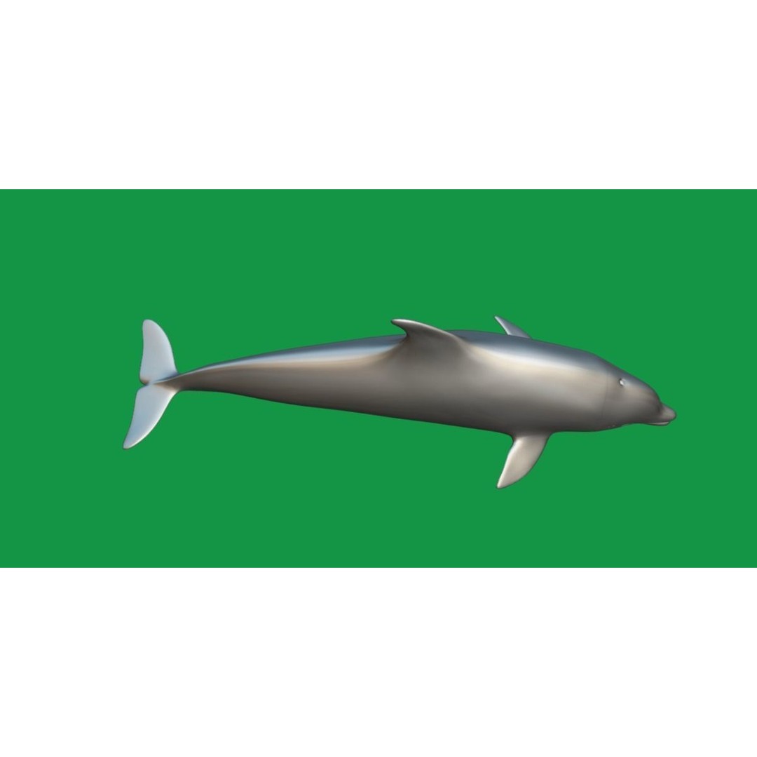 Bottlenose Dolphin 3D Model – Cute Rigged Animation with PBR Textures - View 10