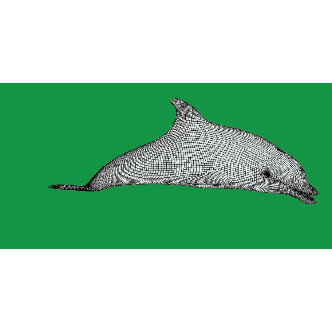 Bottlenose Dolphin 3D Model – Cute Rigged Animation with PBR Textures - View 12