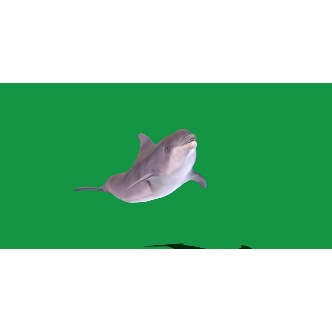Bottlenose Dolphin 3D Model – Cute Rigged Animation with PBR Textures - View 15