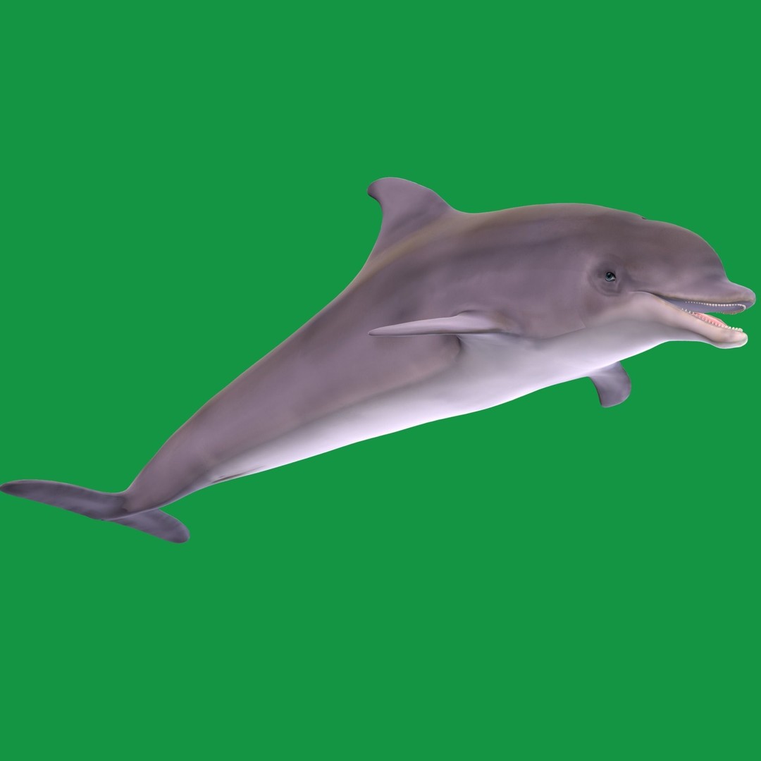 Bottlenose Dolphin 3D Model – Cute Rigged Animation with PBR Textures - View 17