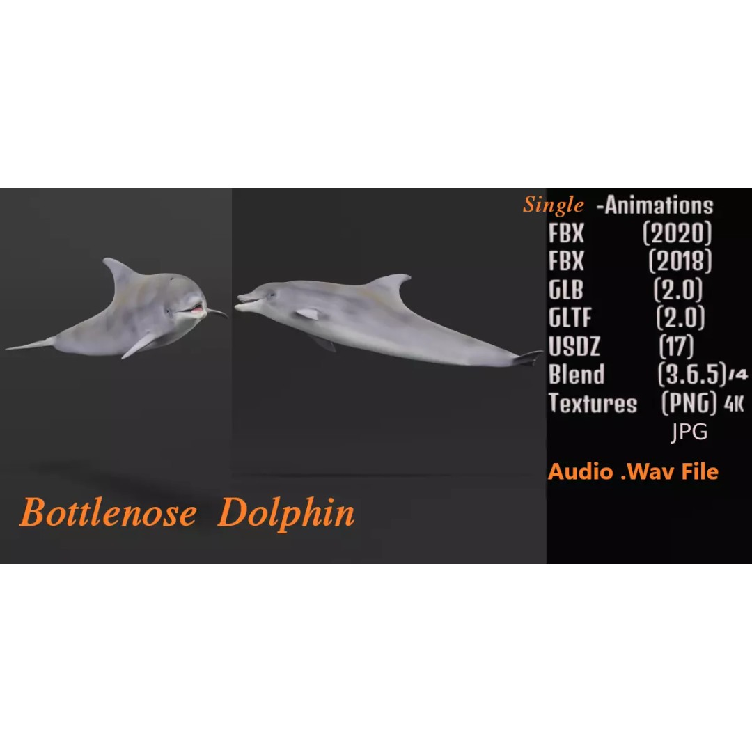 Bottlenose Dolphin 3D Model – Cute Rigged Animation with PBR Textures - View 2