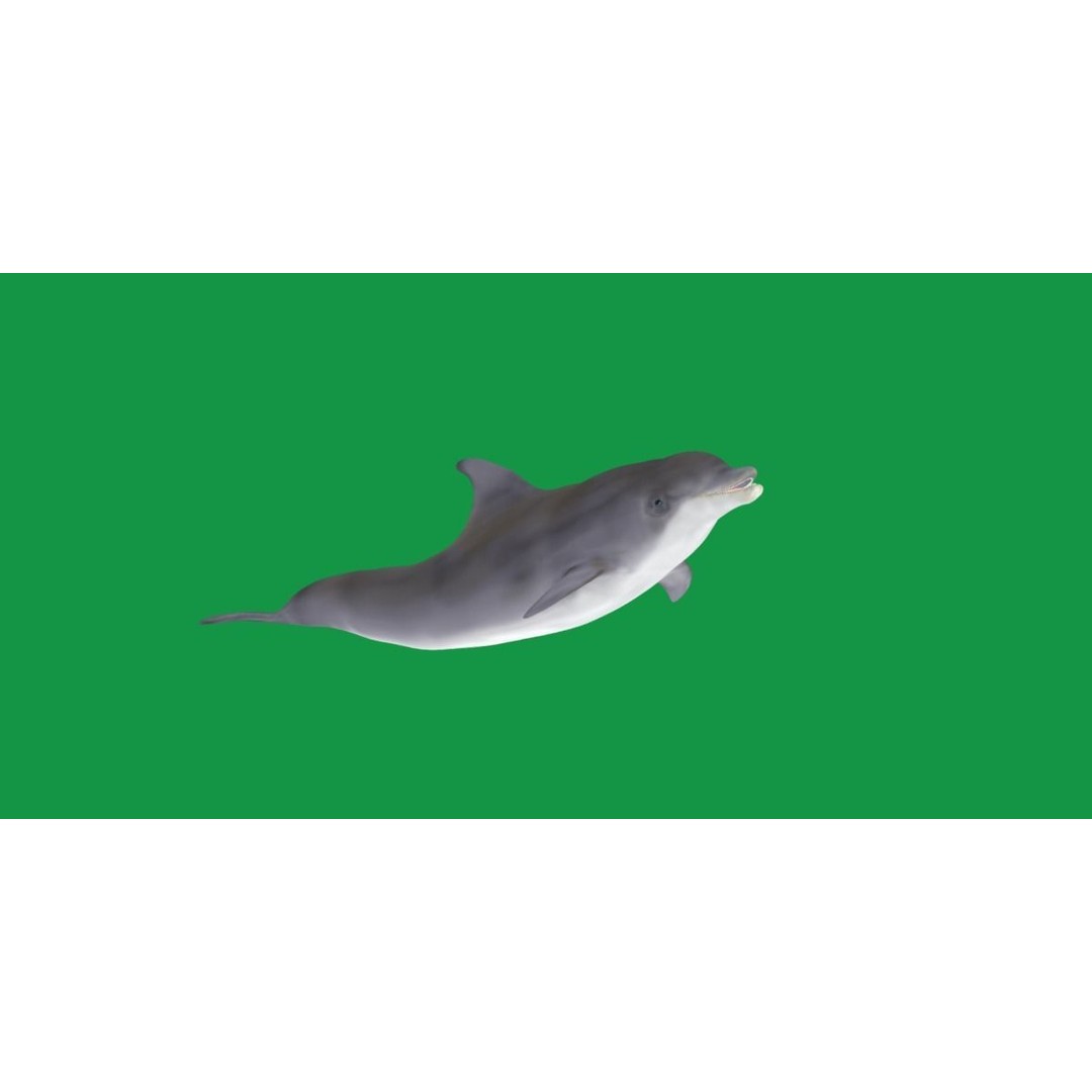 Bottlenose Dolphin 3D Model – Cute Rigged Animation with PBR Textures - View 20
