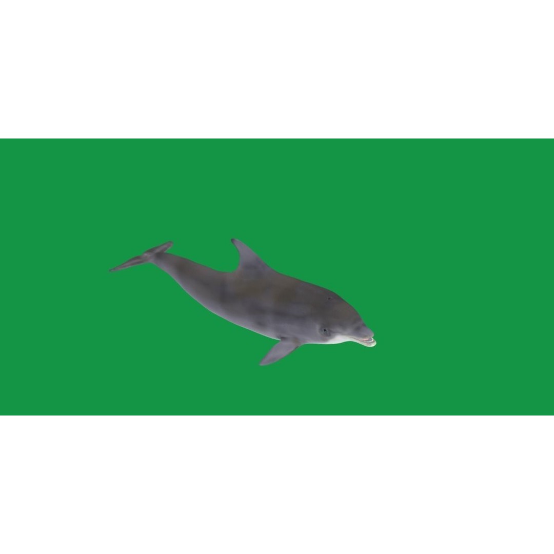 Bottlenose Dolphin 3D Model – Cute Rigged Animation with PBR Textures - View 22