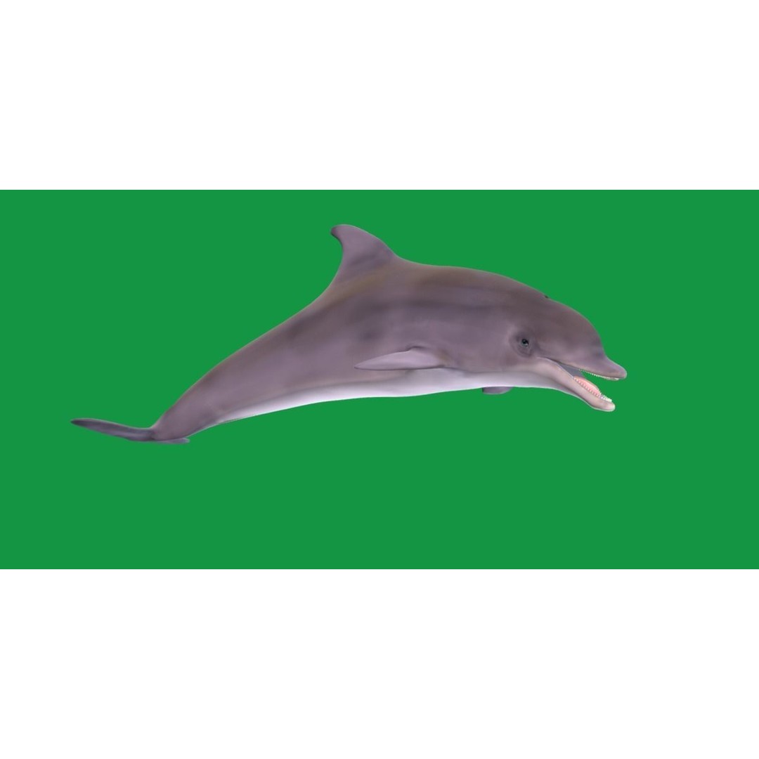 Bottlenose Dolphin 3D Model – Cute Rigged Animation with PBR Textures - View 25